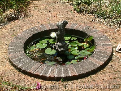 Water Lily Pond 